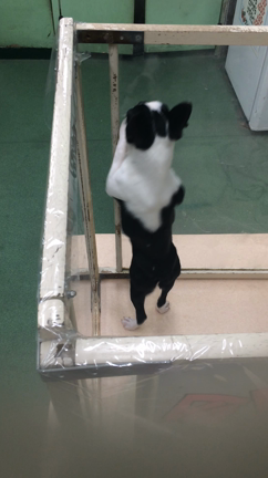 天国へお連れしますの記事動画