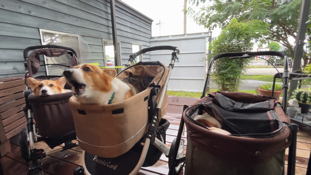 みるくさんの夏休み（お食事編）の記事動画