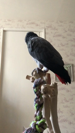 プリザーブドフラワーの単発レッスンの記事動画