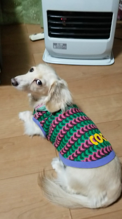 寒くなりましたの記事動画