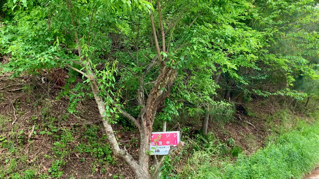 北摂の奥の晩春の記事動画