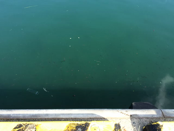 釣りに行ってきたーの記事動画