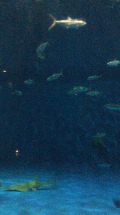 2017年帰省旅　5日目 9月7日(木)の記事動画