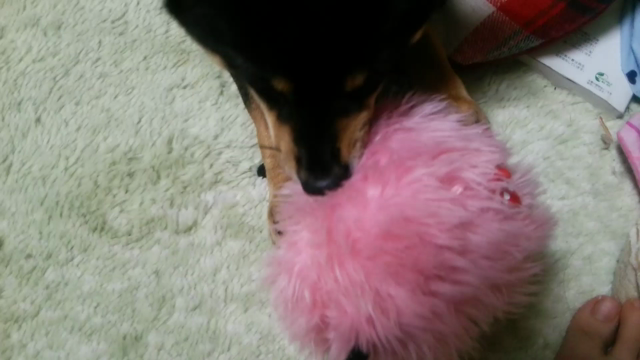 スモモ？スモミ？の記事動画