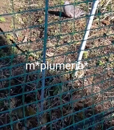 2024 年始　鳩の記事動画