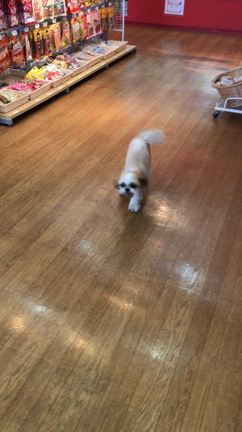 今日は小町のシャンプーの日の記事動画