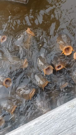 幸せはちゃんと足元にあるんだなぁ。の記事動画