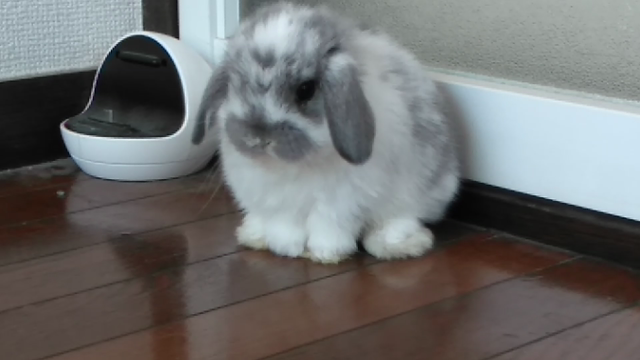 こっこを飼った翌日♪の記事動画
