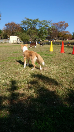 今年の秋、短くなかった？？の記事動画