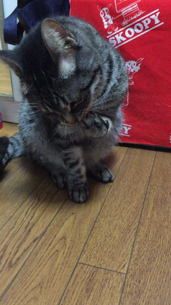 地震の記事動画