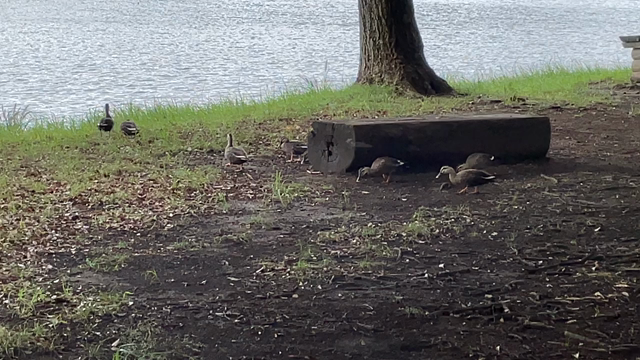 歩くのがたのしいの記事動画