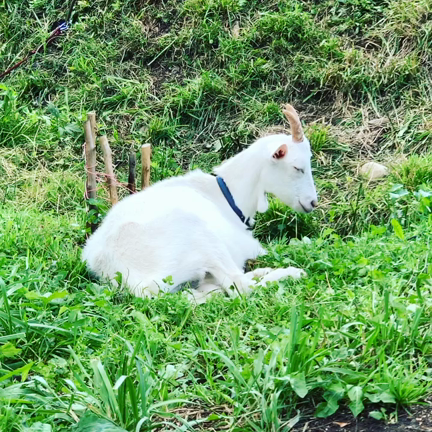 この4連休カフェオープンしています。の記事動画