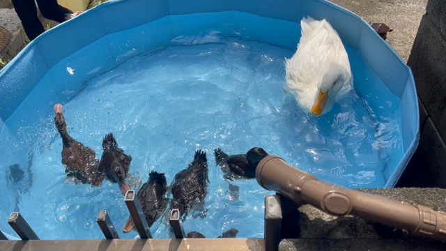 アヒルのカルーちゃんと、合鴨たち、プールで水浴び風景！の記事動画
