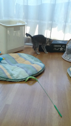 大興奮の記事動画