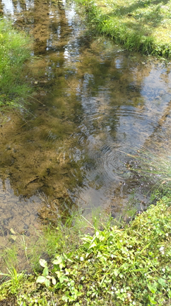 自然へのリスペクトを感じる癒しスポット「那須アートビオトープ水庭」の記事動画