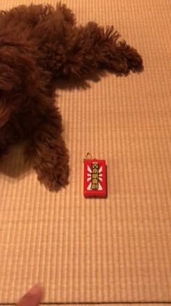 吉本新喜劇の名曲への反応の記事動画