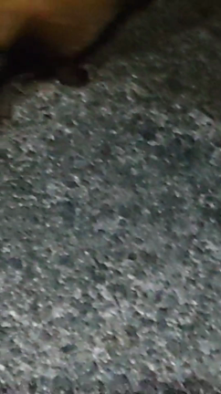 令和狸合戦ぽんぽこ①の記事動画