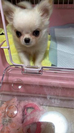 もうすぐお迎えですの記事動画