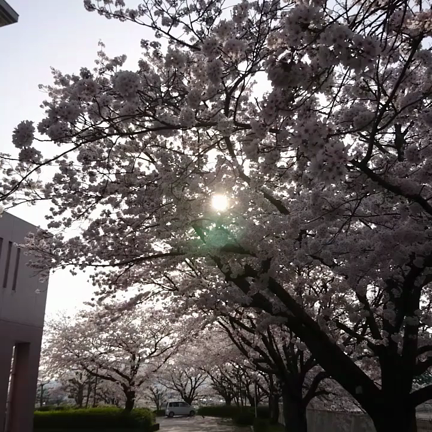 桜の記事動画