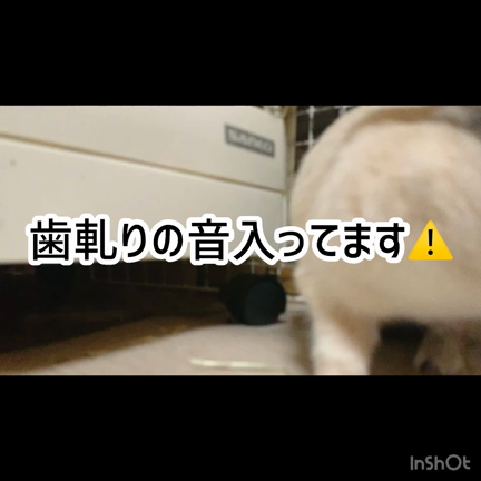 【うさぎさん更新現状報告】の記事動画