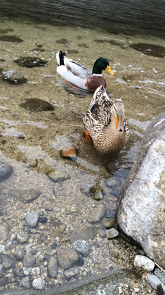 こ、これは、鴨かもしれない(・̮︢⍸・̮︢)うがっの記事動画