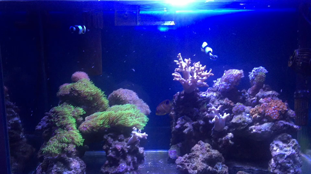 最後のワンピースのその後…さあ、どーだ！の記事動画