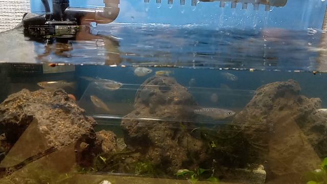 メダカ投入の記事動画