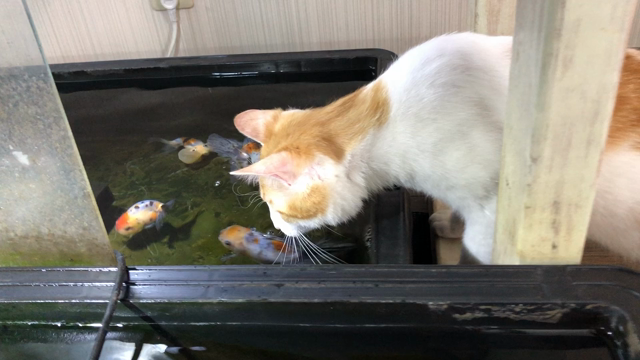 最近の猫と金魚事情の記事動画