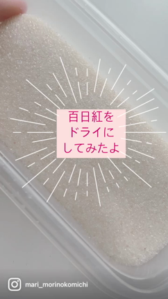 おうちのお花（サルスベリ）をドライフラワーにする方法の記事動画