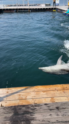 2022年〜2023年の活動スケジュール(完)の記事動画