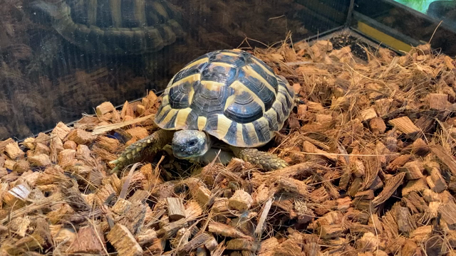 ヘルマンリクガメ入荷しましたの記事動画