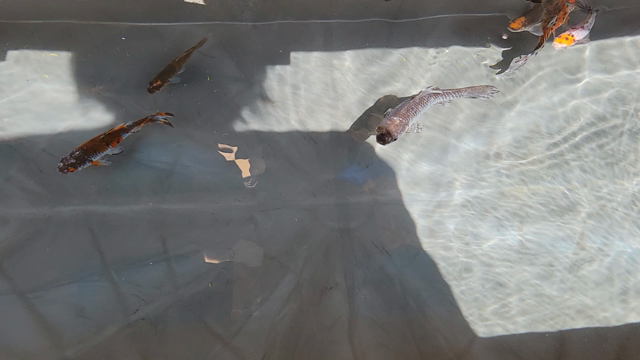 爆買いじゃないストレス発散その２の記事動画