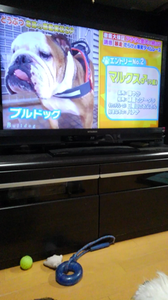 豆ニコの記事動画