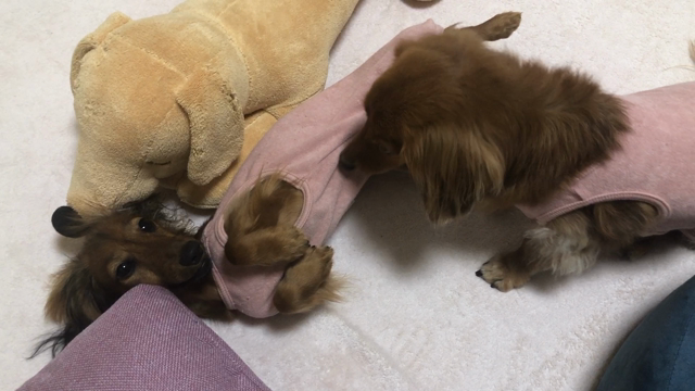 夜９時の怪奇現象 4日連続 おりょうとこまり 胴長短足犬連れ日記