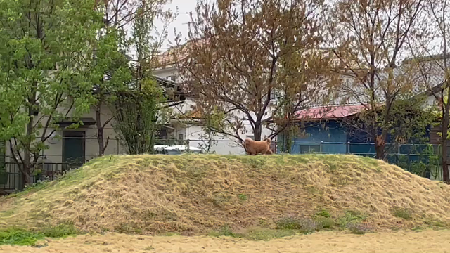 【気管虚脱】ガァガァ・ゼェゼェ・咳き込み注意！の記事動画