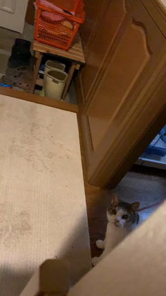 こんにちは～❤️☆の記事動画