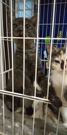 仲良し兄妹猫は新しい家族を待っていますの記事動画