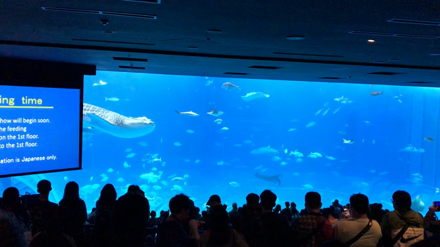 ちょっと沖縄まで②の記事動画