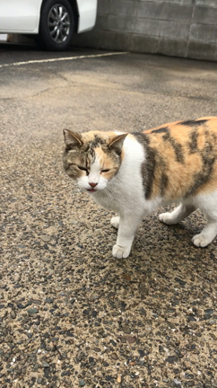 ガレージの車、、撤去の記事動画