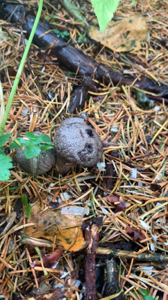 ワークマンの服で木こり生活。の記事動画