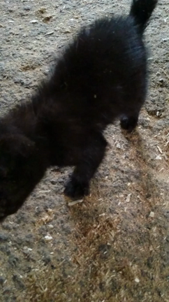 来客の記事動画