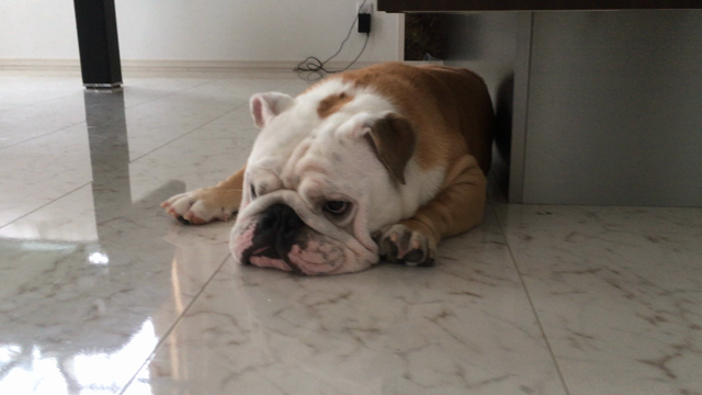 ルンバとの関係の記事動画