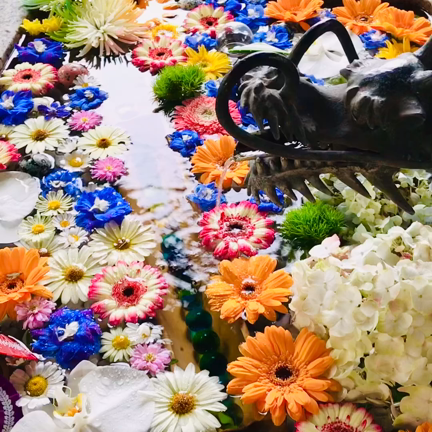 諏訪神社の花手水、今日も綺麗でした！の記事動画