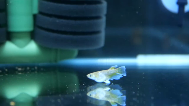 着弾したメダカを気合入れて写真撮影する！つもりが...の記事動画