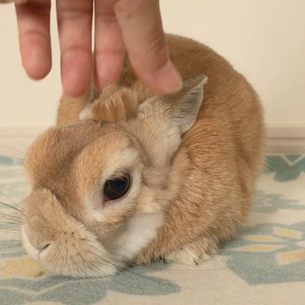 メタモルフォーゼ うさぎのボコ様誕生 うさぎのモキュ様 そうです 私がモキュ様のおかんです