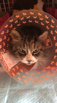 今日のガレージニャンコとロンちゃんの声（動画）の記事動画