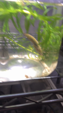 ヤゴ 捕食の瞬間 親子で昆虫採集 飼育日記 大阪