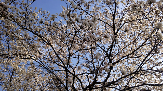 さくらぁ。(*´-`)☆の記事動画