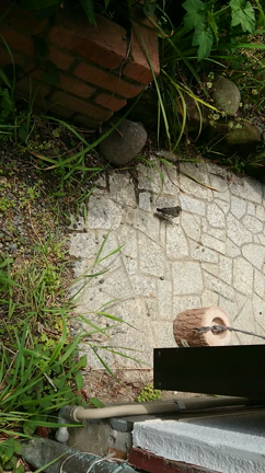 立ち合えた巣立ちの記事動画