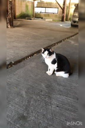 ニャ！の記事動画